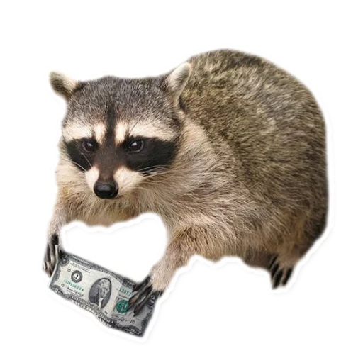 животное млекопитающее енот