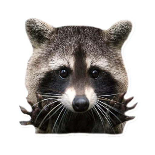 животное млекопитающее енот