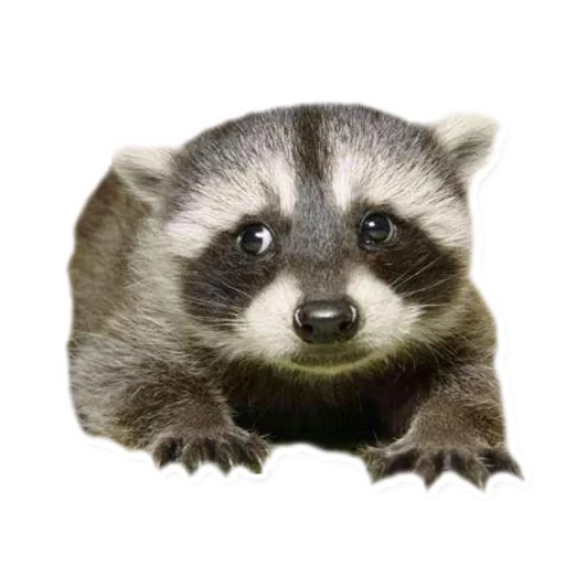 животное млекопитающее procyonidae