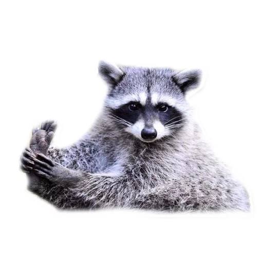 животное млекопитающее енот