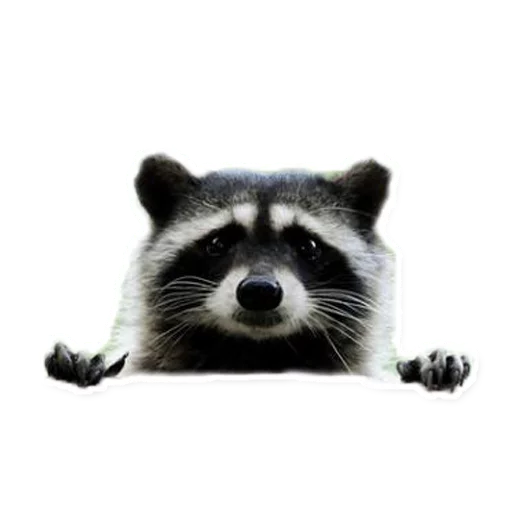 животное млекопитающее енот