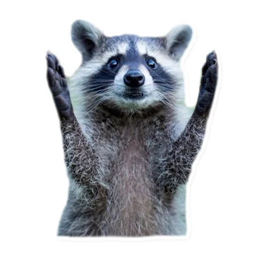 животное млекопитающее енот