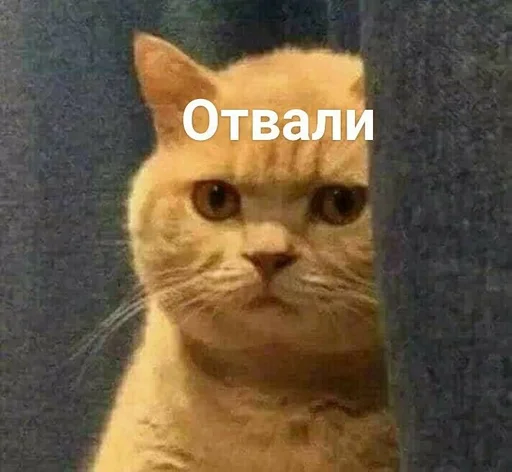 Стикер Стики от полли :: @fStikBot - 7