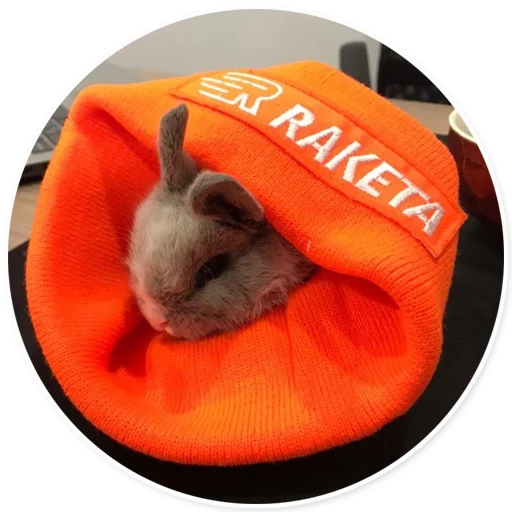 orange rabbit mammal