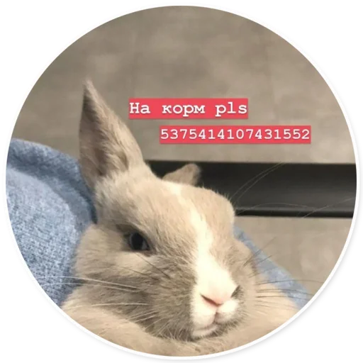 animal mammal rabbit