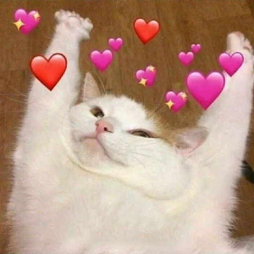 small to medium-sized cats mammal felidae