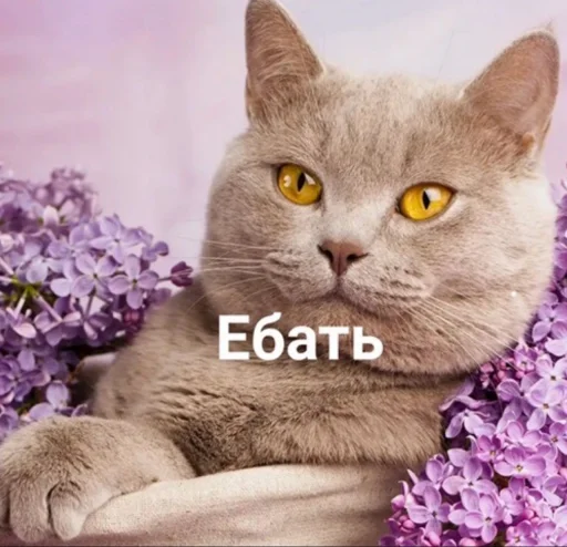 animal cat small to medium-sized cats