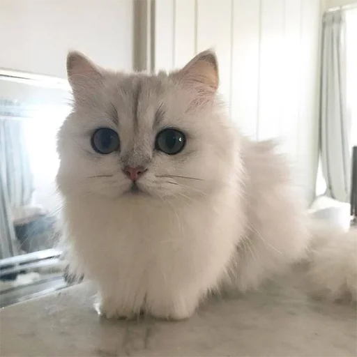 Стикер RandomNeko - 1