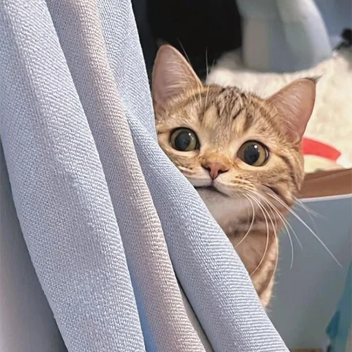 Sticker RandomNeko - 1