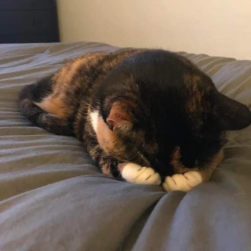 Стикер RandomNeko - 1