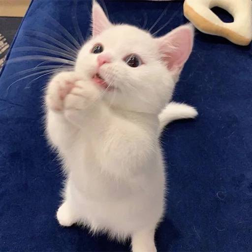 Стикер RandomNeko - 1