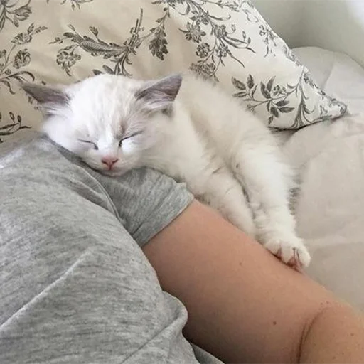 Стикер RandomNeko - 1