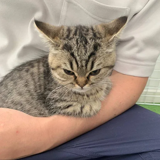 Стикер RandomNeko - 1