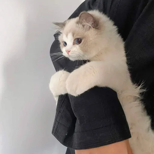 Sticker RandomNeko - 1