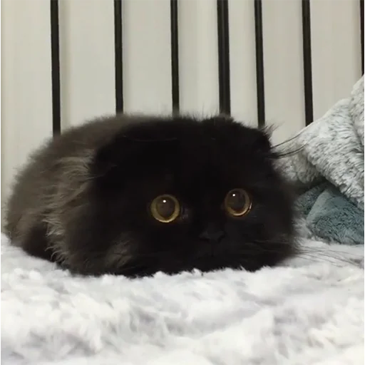 Стикер RandomNeko - 1