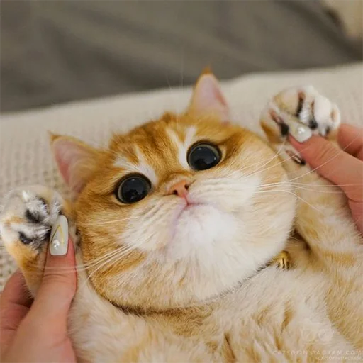 Стикер RandomNeko - 1