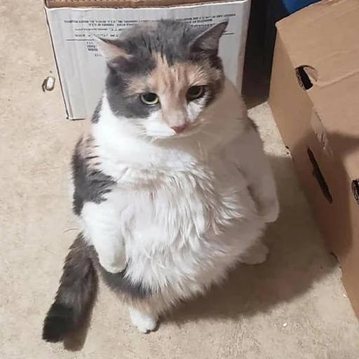 Sticker RandomNeko - 1