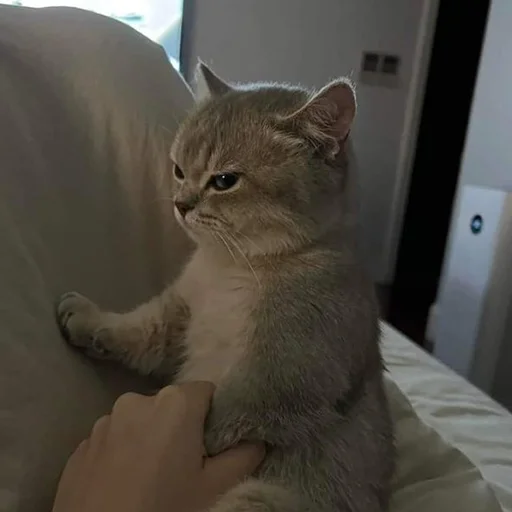 Стикер RandomNeko - 1