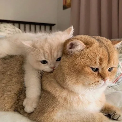 Стикер 🐈 Cats (@TodorokiShouto) - 11