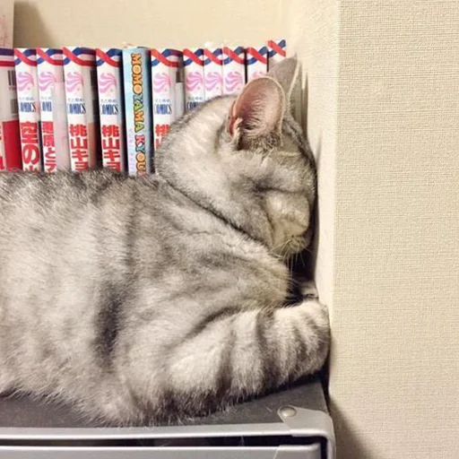 Стикер 🐈 Cats (@TodorokiShouto) - 10