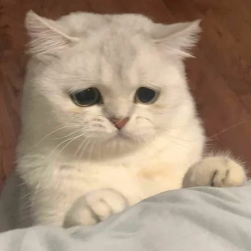 Стикер 🐈 Cats (@TodorokiShouto) - 9