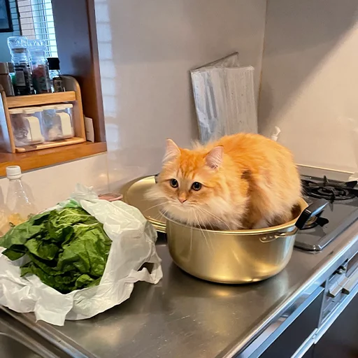 Стикер 🐈 Cats (@TodorokiShouto) - 8