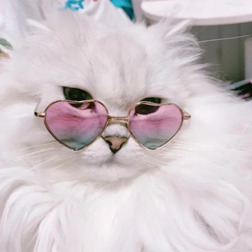 Стикер 🐈 Cats (@TodorokiShouto) - 7