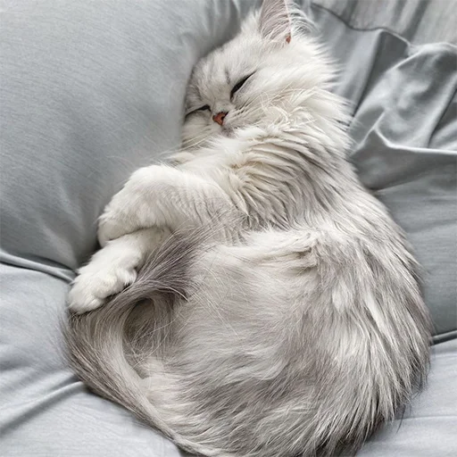 Стикер 🐈 Cats (@TodorokiShouto) - 6