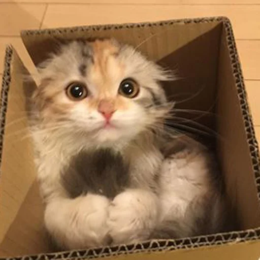 Стикер 🐈 Cats (@TodorokiShouto) - 4