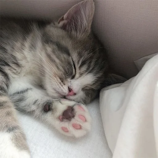 Стикер 🐈 Cats (@TodorokiShouto) - 2