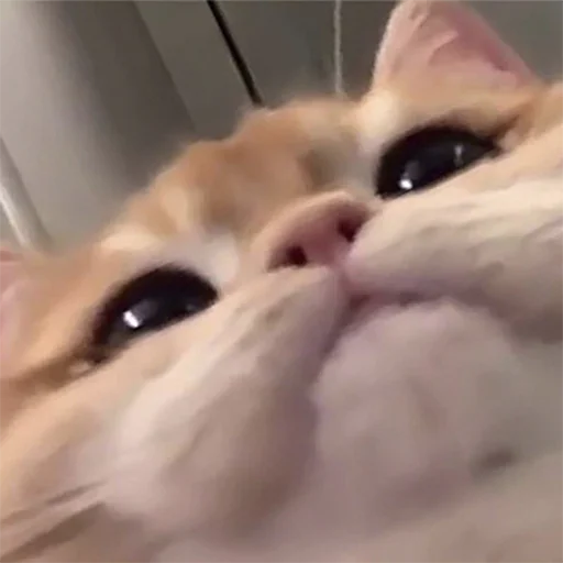 Стикер 🐈 Cats (@TodorokiShouto) - 1