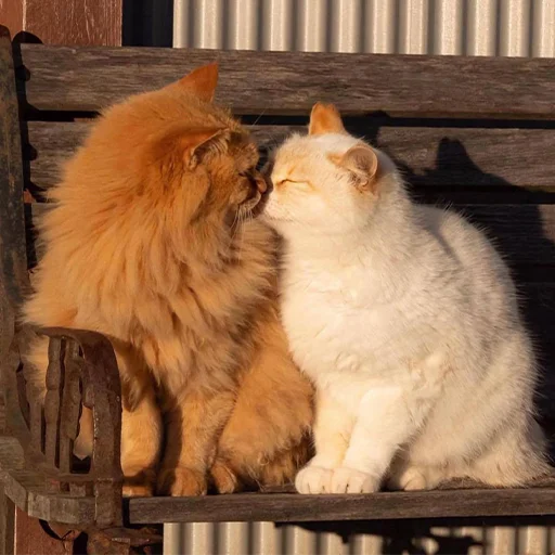 Стикер 🐈 Cats (@TodorokiShouto) - 0