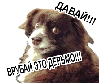 Sticker Мои мемесы - 10