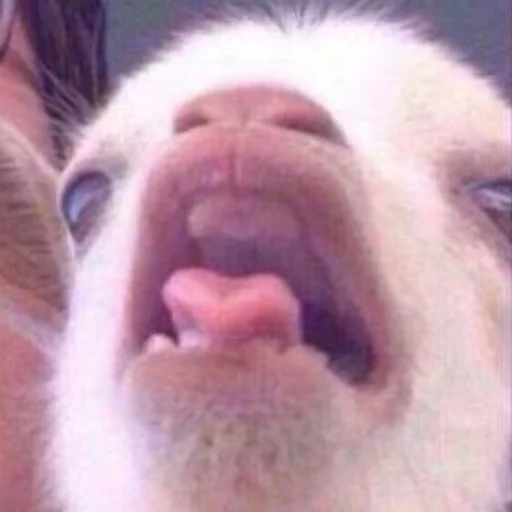 Стикер Randomfunshit - 1