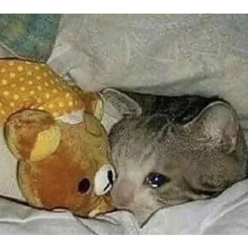 Sticker Randomfunshit - 1