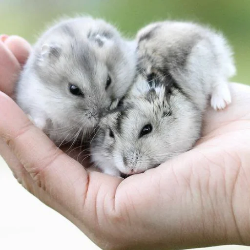 Стикер Raschlenenkaa - 1