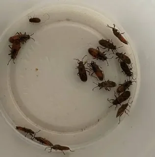 Sticker @psychopatik - 6