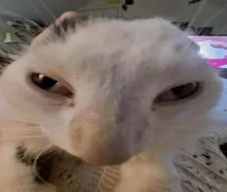 Стикер Малиновий Вирій - 8