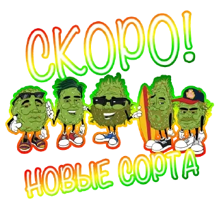 Sticker Rasta klad from Sativa - 2