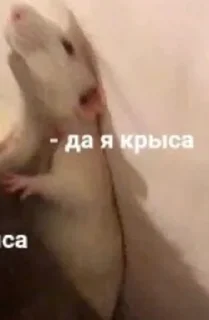 Стикер Крыса - 6