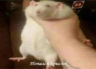 Стикер Крыса - 8