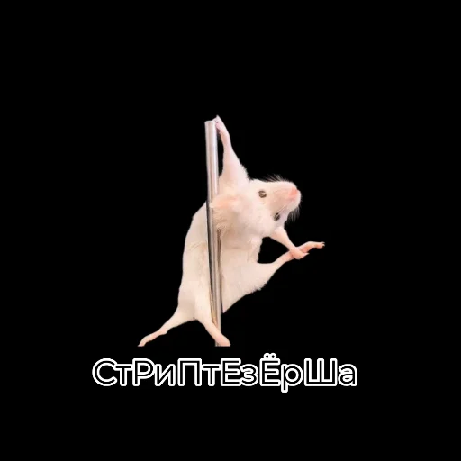 Sticker Крыскиʕ•ᴥ•ʔ - 6