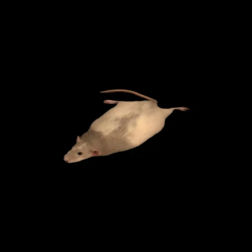 Sticker Крыскиʕ•ᴥ•ʔ - 4