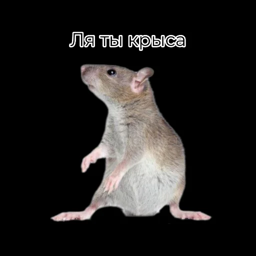 Sticker Крыскиʕ•ᴥ•ʔ - 3