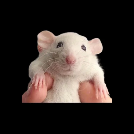 Крыскиʕ•ᴥ•ʔ - 