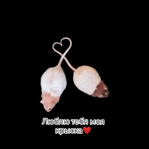 Sticker Крыскиʕ•ᴥ•ʔ - 0