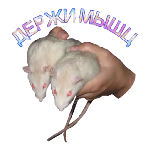 Sticker RISOVASHI - 1