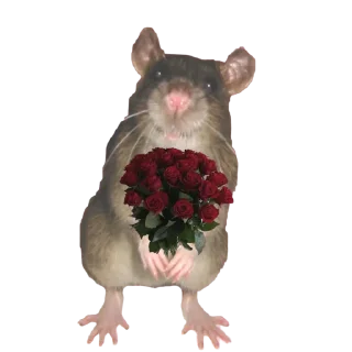 Sticker RISOVASHI - 10