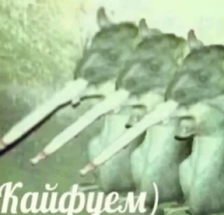 Sticker RISOVASHI - 5