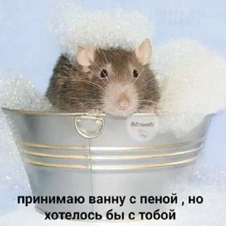 Sticker RISOVASHI - 8